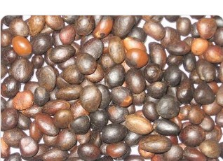 Palm Kernel Nuts