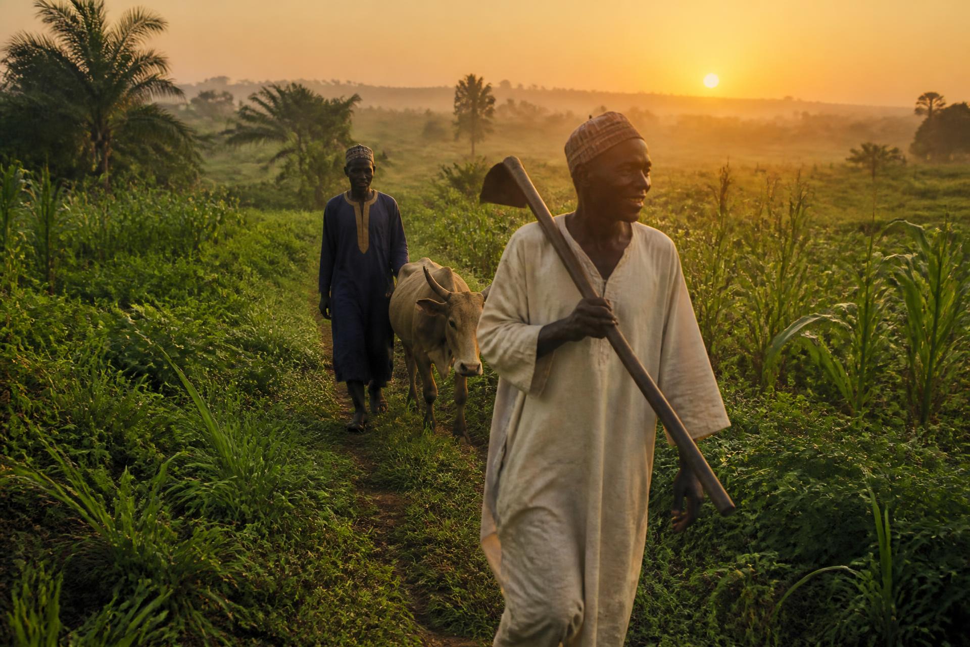 Nigerian farmers walking through green farmland at sunrise